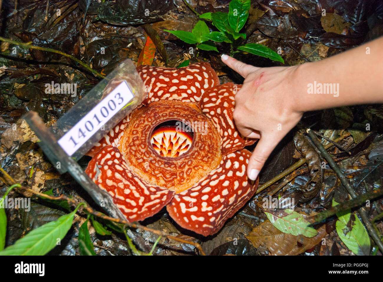 Vue en gros Rafflesia Rafflesia arnoldii, fleur, avec une femme la main pour voir la taille, Sabah, Bornéo, Malaisie Banque D'Images