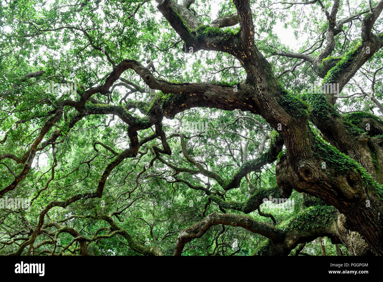 Angel Oak - un des plus vieux arbres de la United States - un arbre de chêne du sud de vivre sur l'île de Johns en Caroline du Sud Banque D'Images