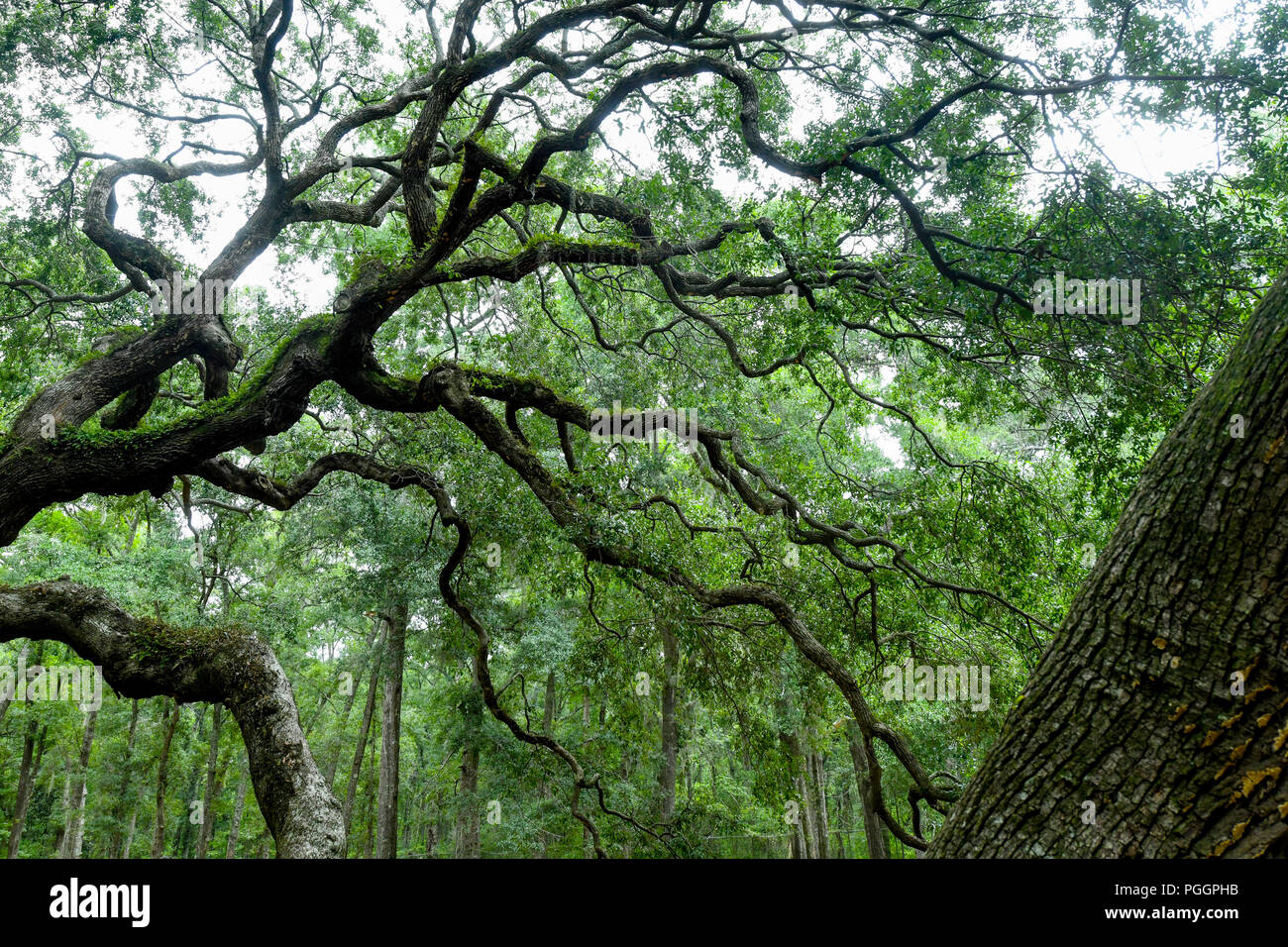 Angel Oak - un des plus vieux arbres de la United States - un arbre de chêne du sud de vivre sur l'île de Johns en Caroline du Sud Banque D'Images