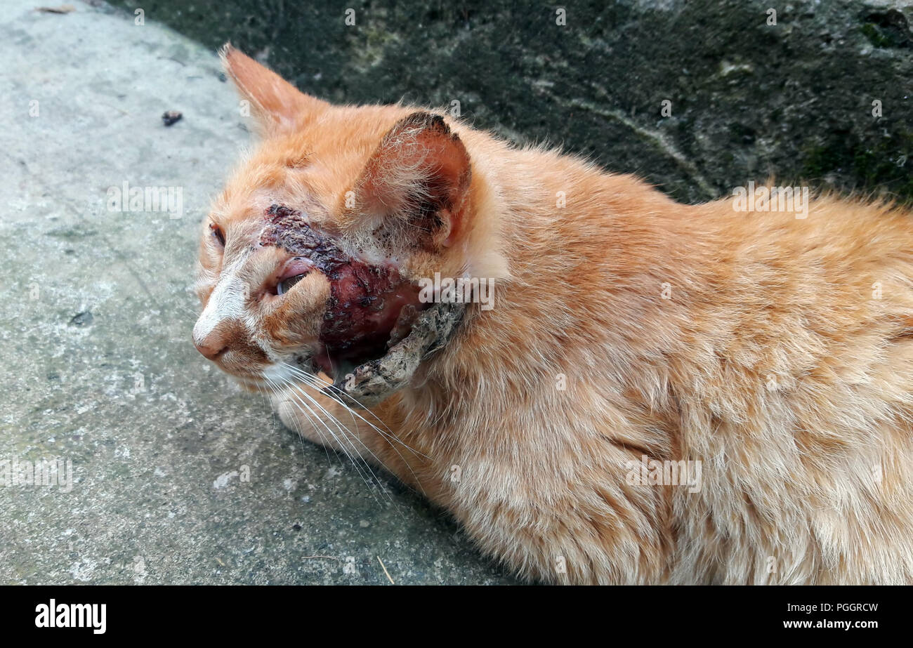 Un Roux Blanc Beau Chat Avec Une Large Plaie A La Tete Photo Stock Alamy