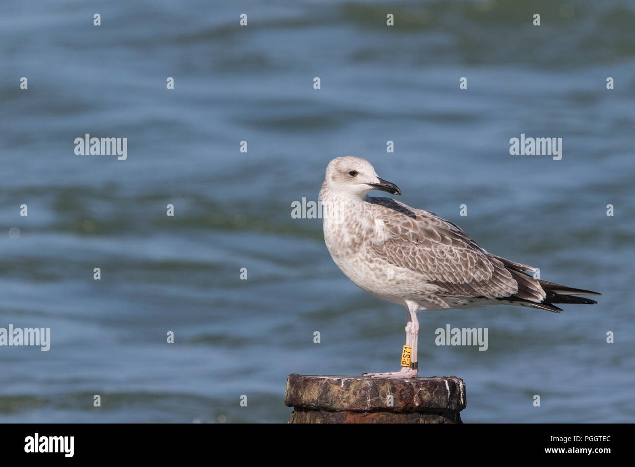 Caspian gull Larus cachinnans enfant unique avec deux bandes d'oiseaux sur les jambes, à Cromer, Norfolk, UK Banque D'Images