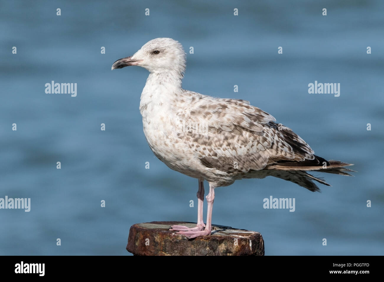 Goéland argenté Larus argentatus oiseaux immatures perché sur poster près de mer, Cromer, Norfolk, UK Banque D'Images