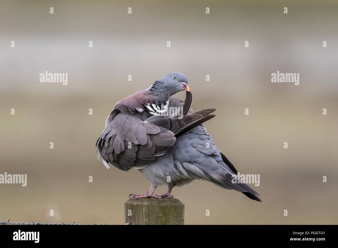 Pigeon ramier Columba palumbus commun tout en se lissant perché sur piquet, Norfolk, UK Banque D'Images
