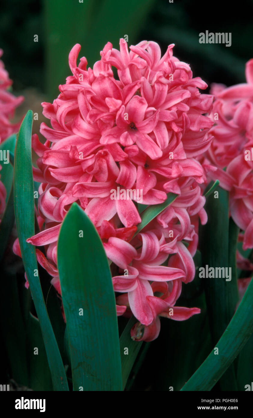 Scille ORIENTALIS 'Pink Pearl' Banque D'Images