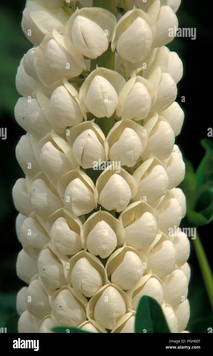 Le lupin (Lupinus polyphyllus) 'POLAR PRINCESS' HYBRIDES RUSSELL Banque D'Images