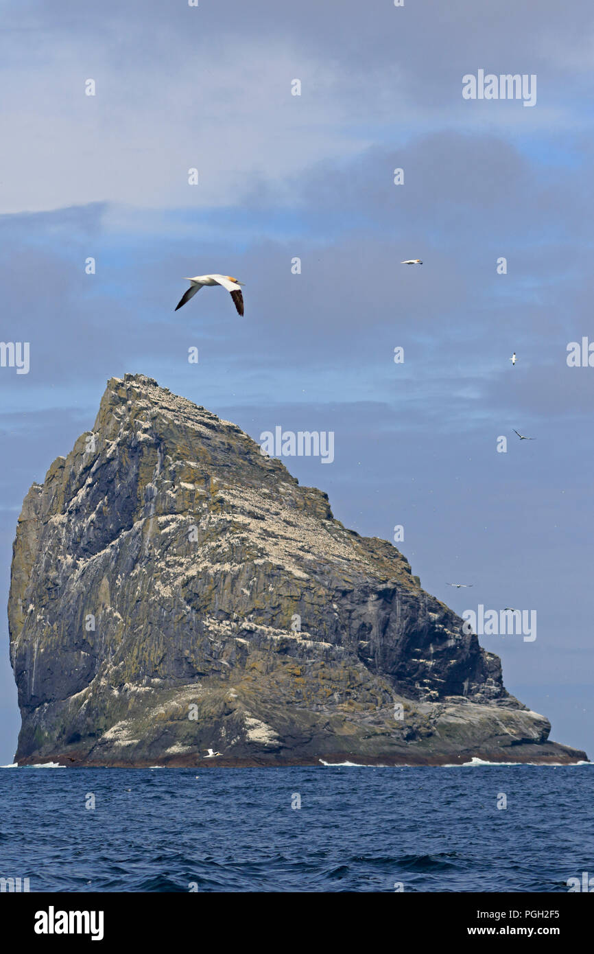 Bassan sur un Stac Armin St Kilda Scotalnd Banque D'Images