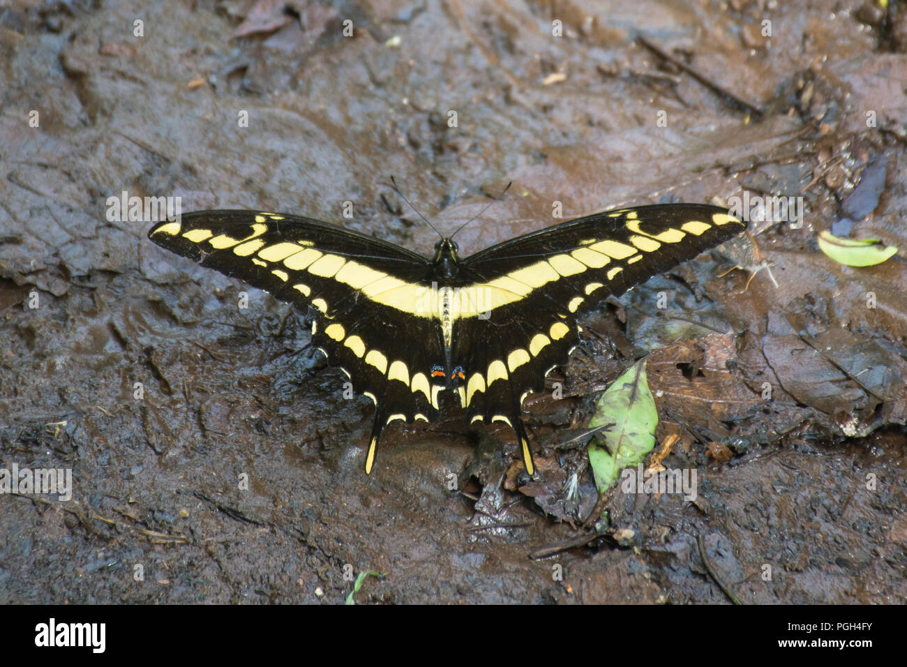 Le roi Swallowtail Butterfly (Papilio Thoas), Parc National de l'Iguazu, Misiones, Argentine, Amérique du Sud Banque D'Images