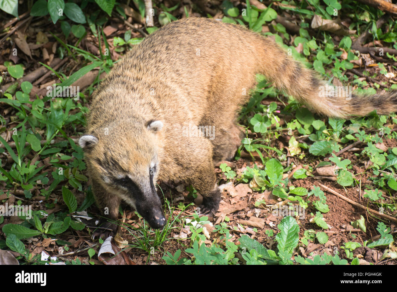 South American coati (Nasua nasua), Parc National de l'Iguazu, Misiones, Argentine, Amérique du Sud Banque D'Images