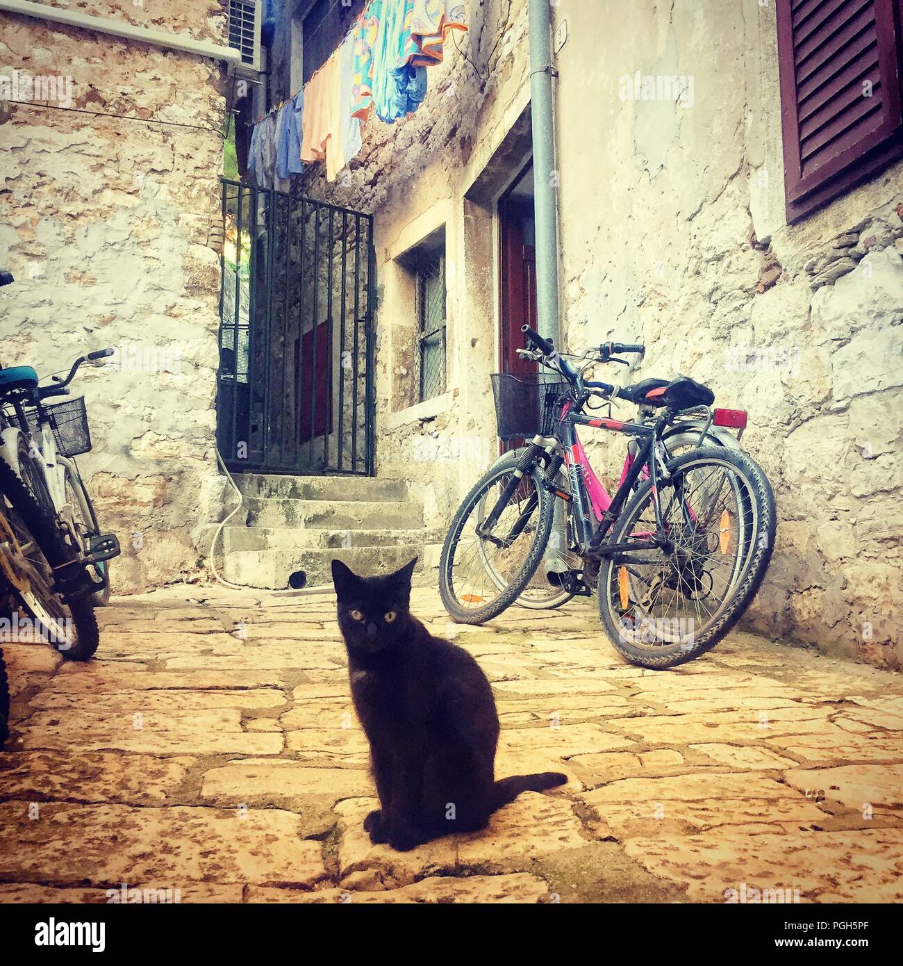 Rovinj, Croatie - 3 août 2018 : Joli chat assis sur les marches de pierre entre vintage belle maison dans la vieille ville de Rovinj, Croatie. Banque D'Images