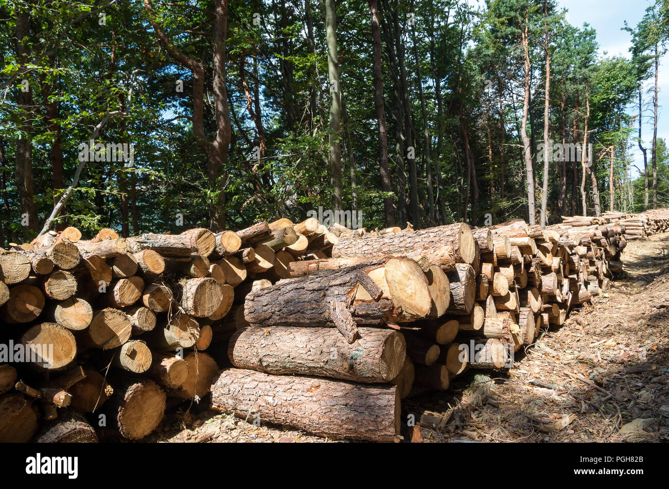 Travaux forestiers dans l'Union européenne. Mur de big old pine wood logs. Banque D'Images