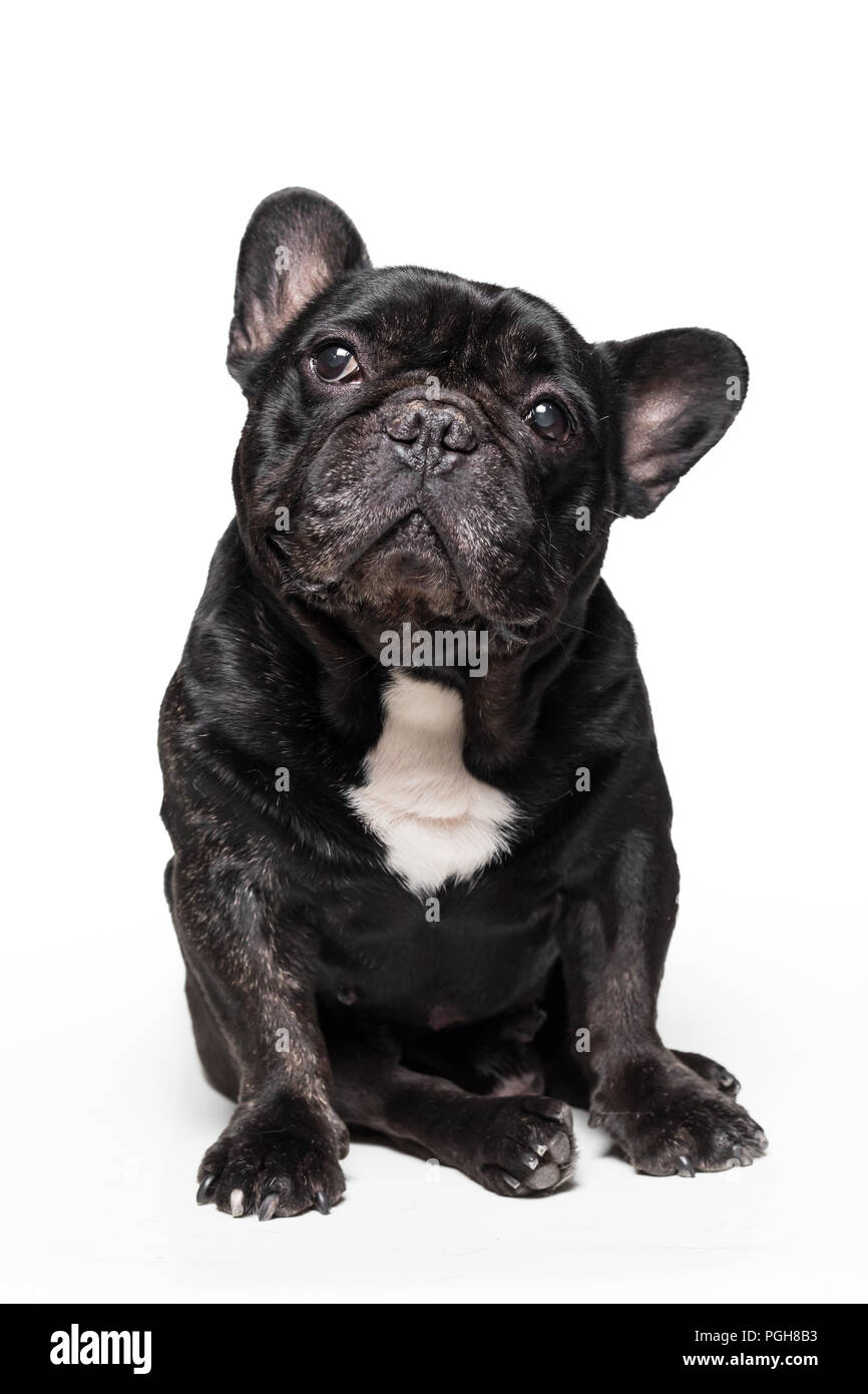 Mignon bouledogue français assis et jusqu'à la isolé sur fond blanc Banque D'Images