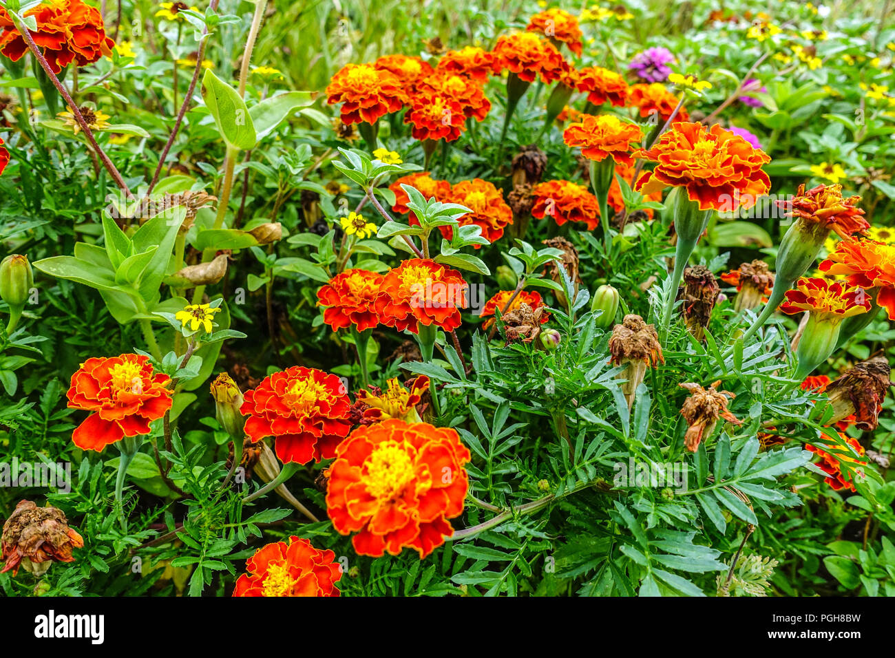 Tagètes, Red Tagetes patula Banque D'Images