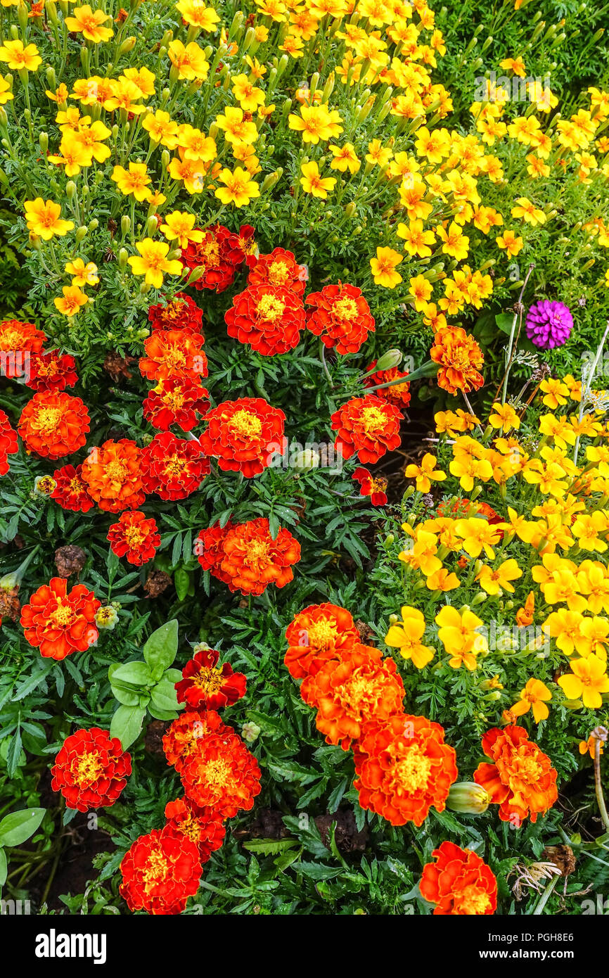 Marigold, Red Tagetes patula, Yellow Tagetes tenuifolia, Mixte fleurs de jardin fleurs Banque D'Images