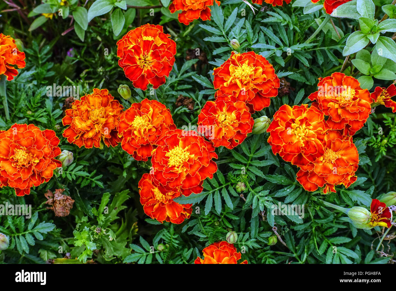 Tagètes, Red Tagetes patula Banque D'Images