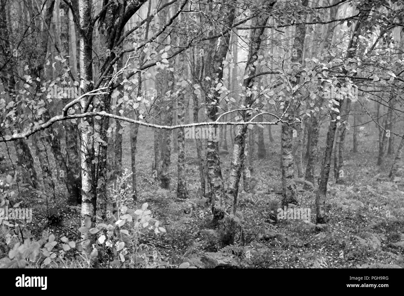 Woods dans un matin brumeux (Peneda - Gerês, réserve naturelle du nord du Portugal) Banque D'Images