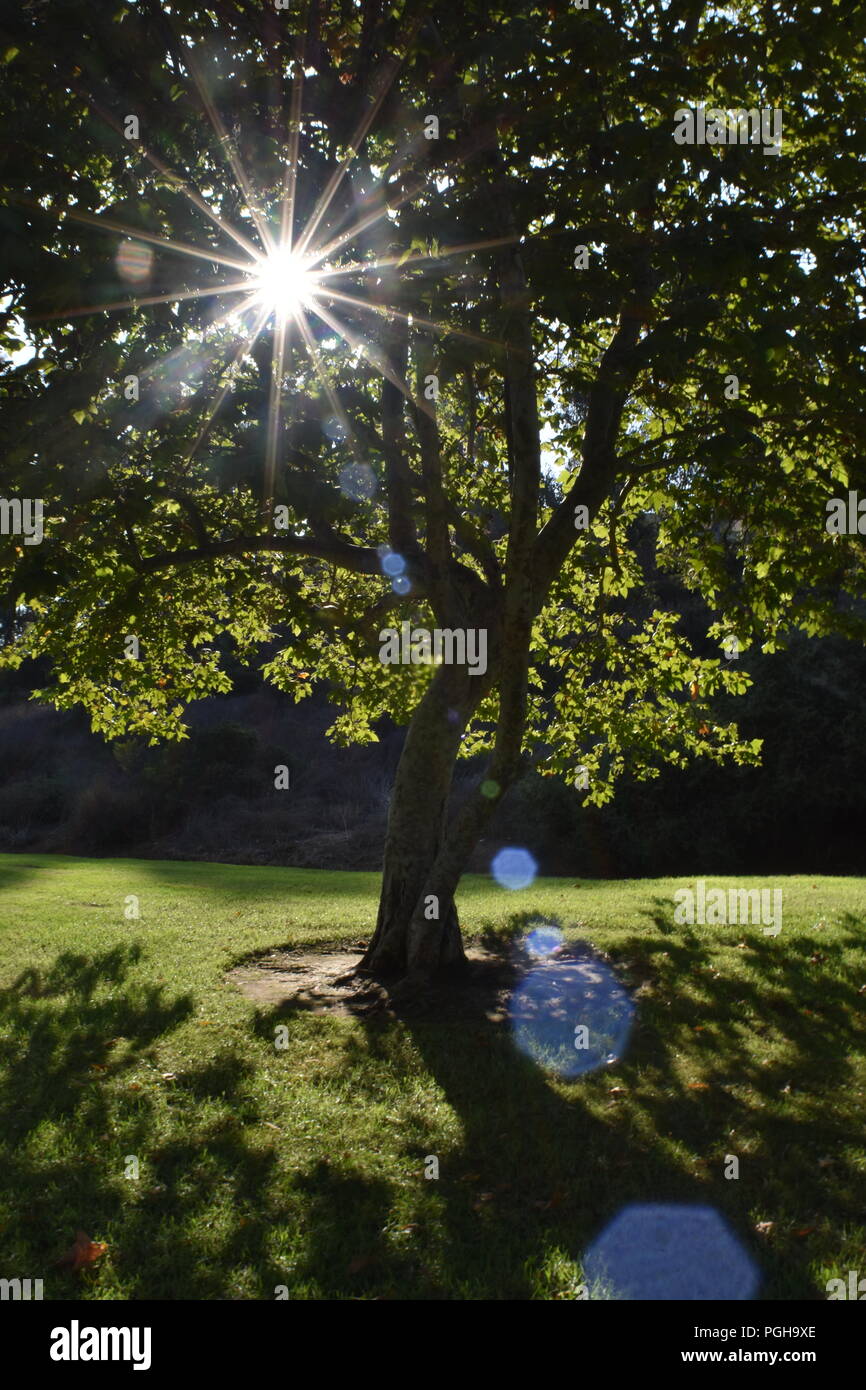 rafale de Star Banque D'Images
