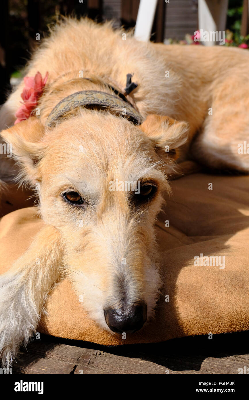 Revêtement rugueux Lurcher femelle se détendre sur son lit de chien Banque D'Images