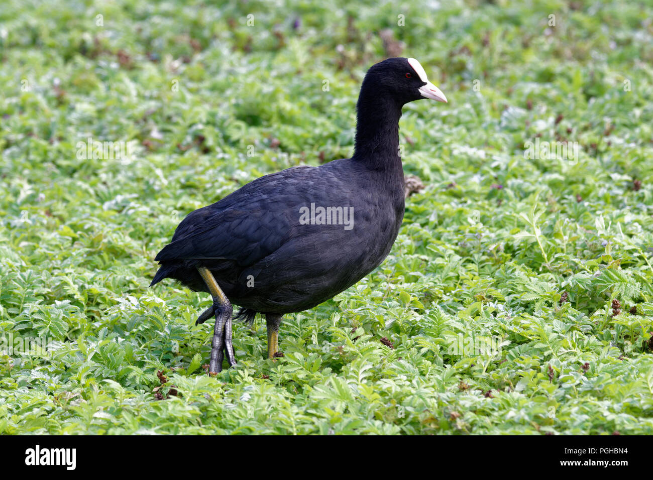 Foulque noire plods sur le sous-bois à Slimbridge volaille sauvage & Wetlands Trust Banque D'Images