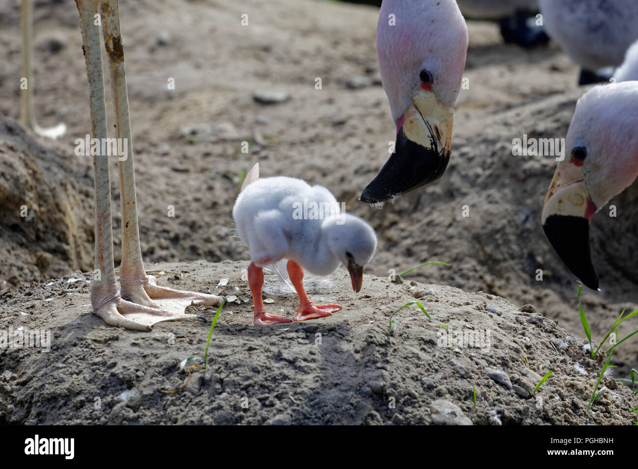 Les flamants adultes regarder par dessus un récemment éclos poussin flamingo comme il prend certaines mesures préliminaires. Banque D'Images