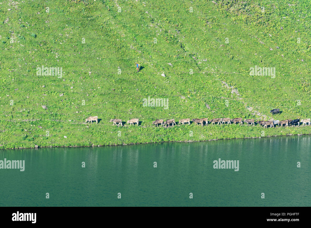 Schrecksee Allgäuer Alpen : lake, vache vaches, ALP, Schwaben, Allgäu, souabe, Bayern, Bavière, Allemagne Banque D'Images