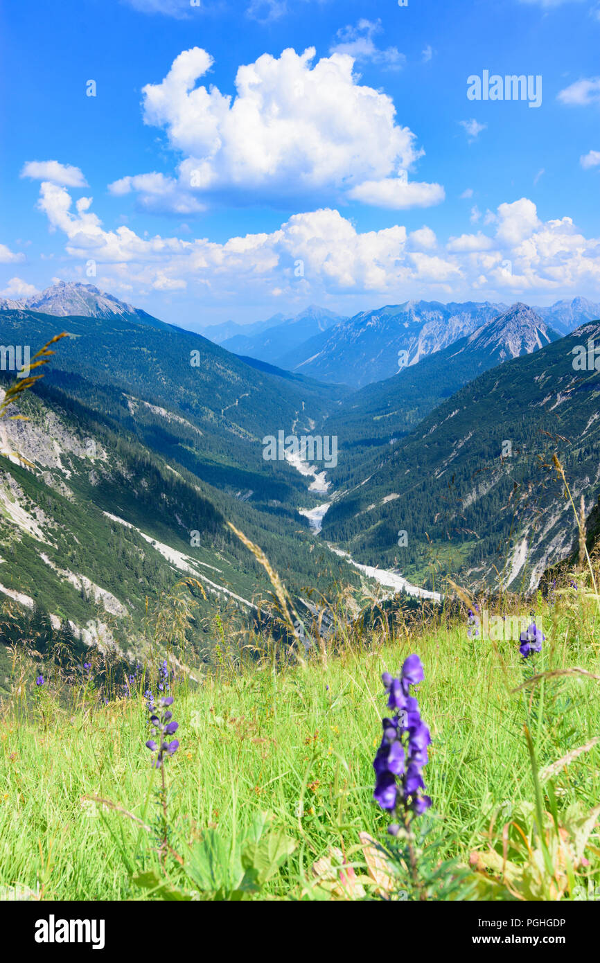 Allgäuer Alpen : valley Schwarzwassertal, fleurs, Naturpark Tiroler Lech, Tirol, Tyrol, Autriche Banque D'Images