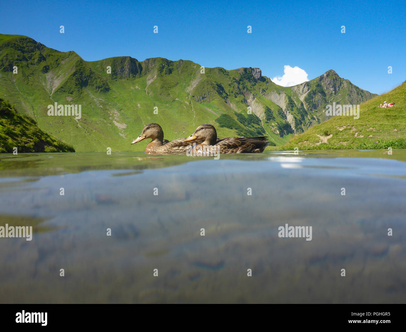Schrecksee Allgäuer Alpen : lake, Canard colvert (Anas platyrhynchos), place, nageur, sunbather, ALP, Schwaben, Allgäu, souabe, Bayern, Bavaria, Banque D'Images