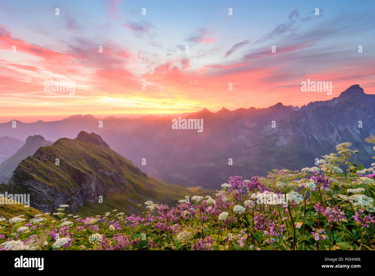 Allgäuer Alpen : lever du soleil à la montagne de Bärgündeletal Hochvogel, vallée, photo de col Laufbacherecksattel, fleurs, Schwaben, Allgäu, souabe, Bay Banque D'Images