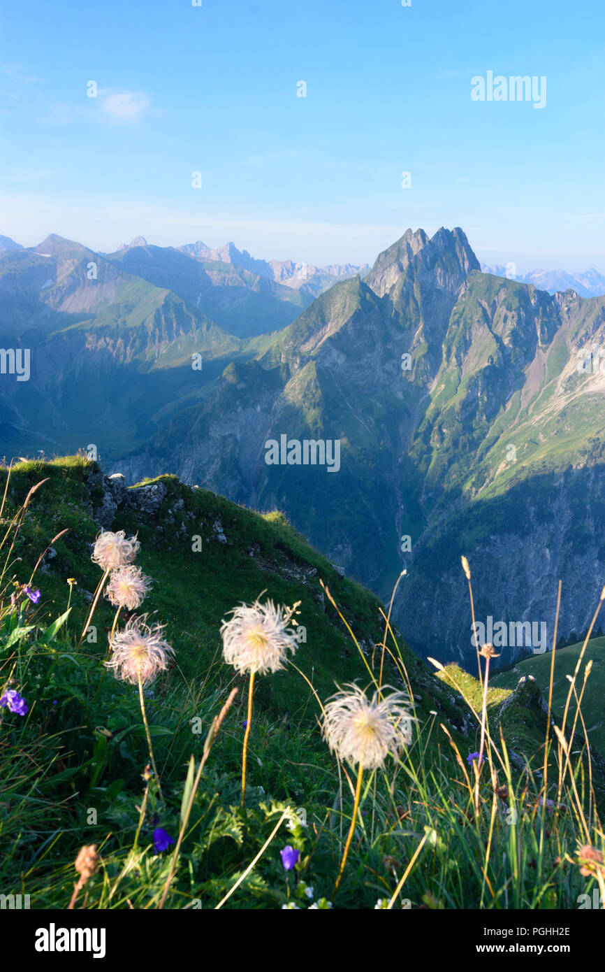 Allgäuer Alpen : sur la montagne de Höfats, fleurs, avis de Laufbacher Eck Weg, Schwaben, Allgäu, souabe, Bayern, Bavière, Allemagne Banque D'Images