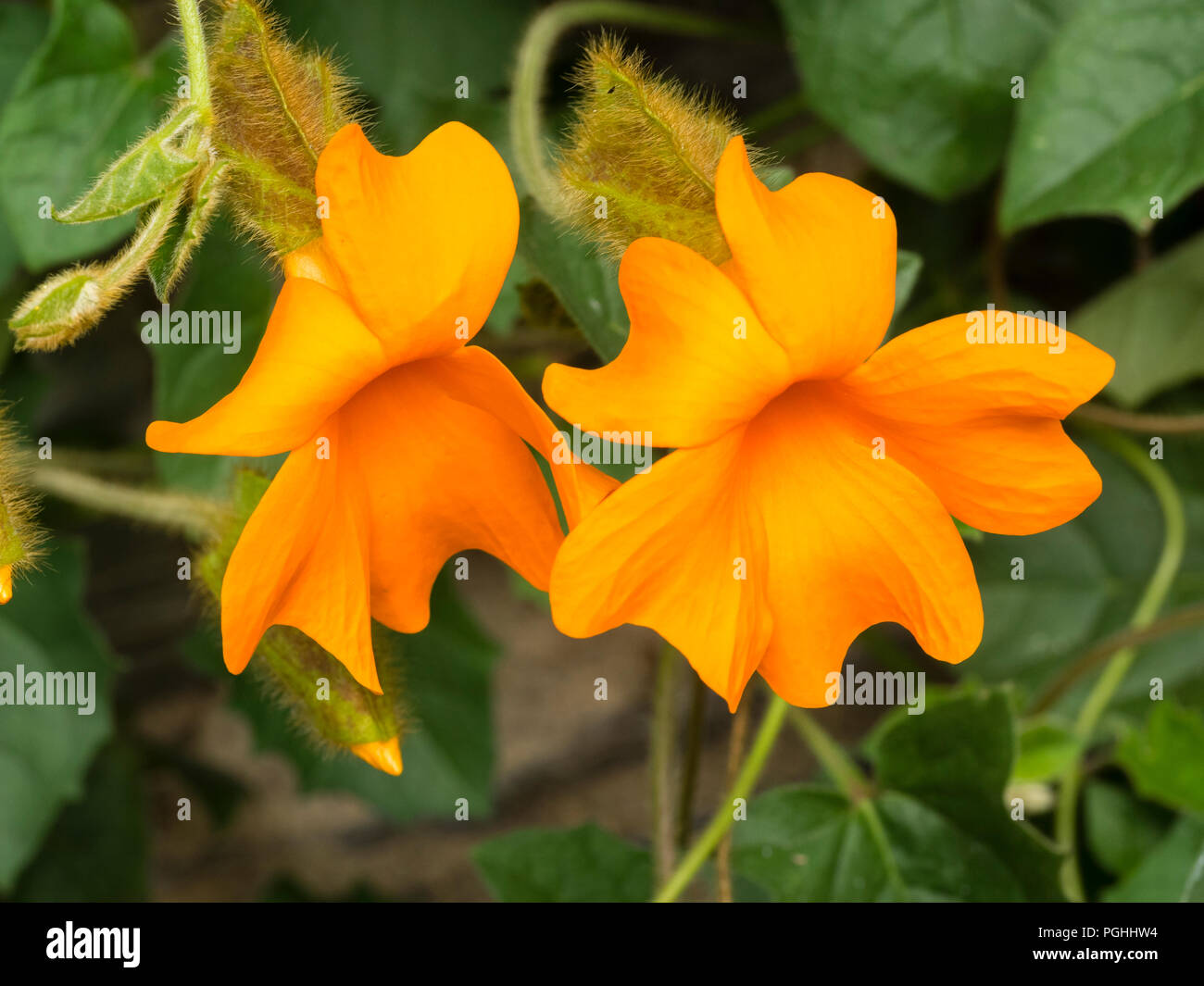 Fleurs orange vif de la demi-hardy horloge orange vigne, Thunbergia gregorii Banque D'Images