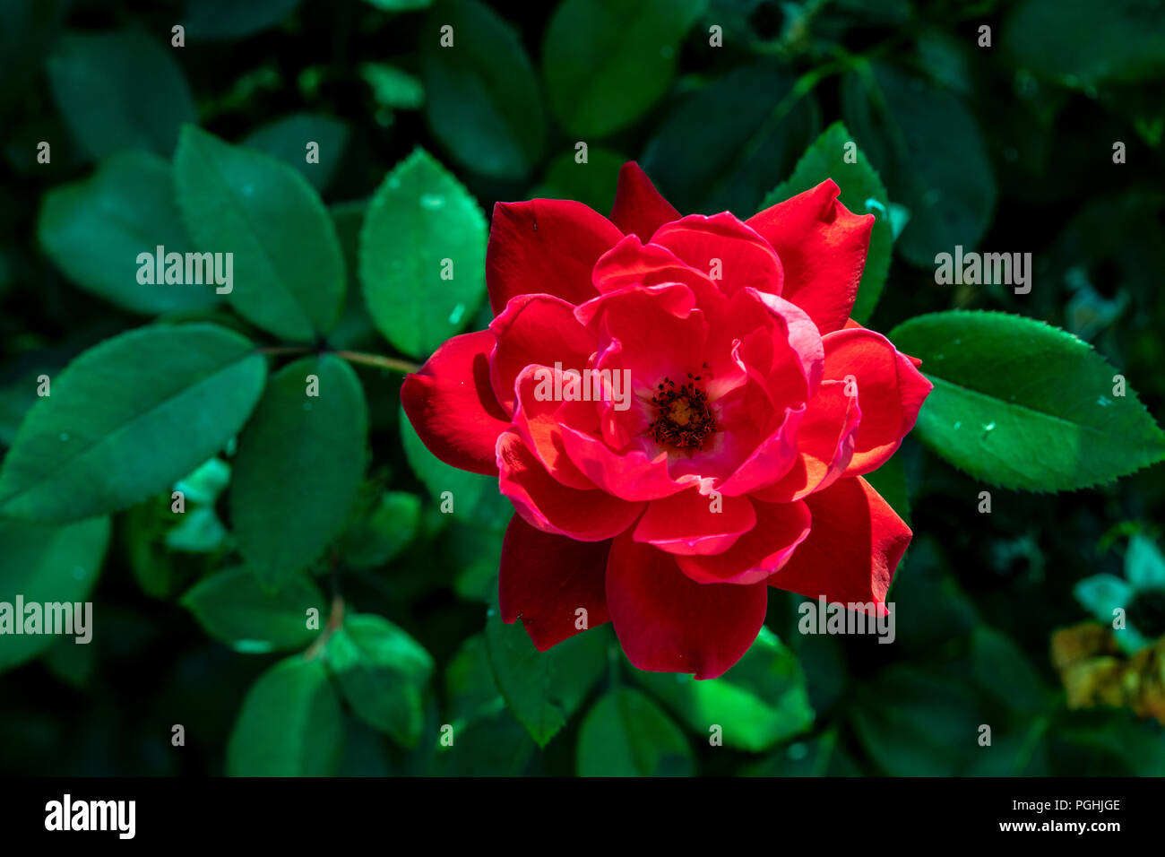 Fleur de Rosa Radtko Le Double Knockout Rose Banque D'Images