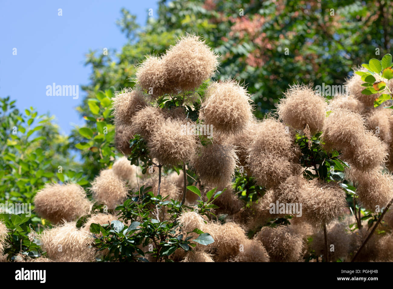 La floraison Prunus serrula "rêverie" Cultivar de cotinus commun Banque D'Images