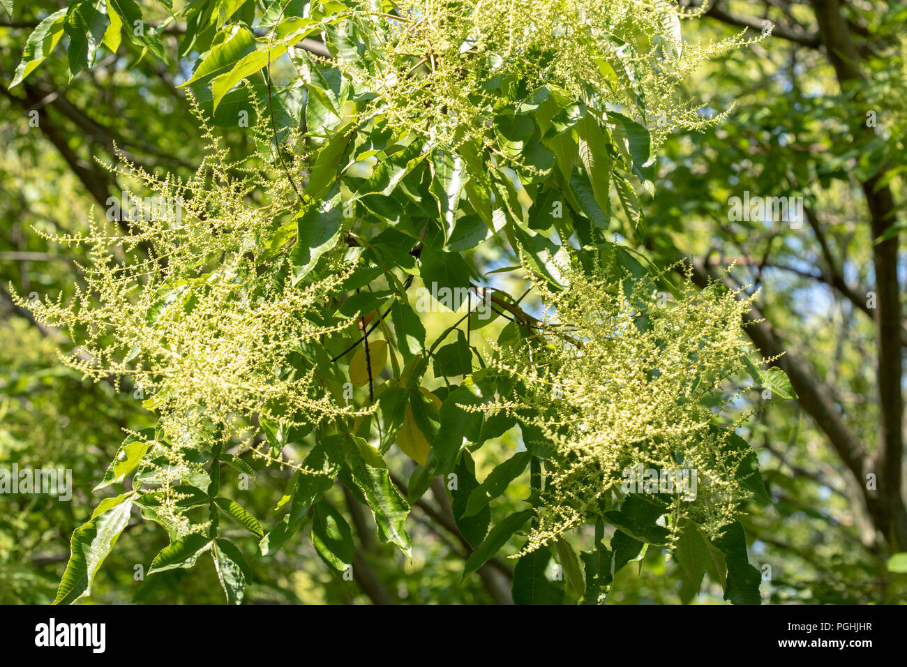 Rhus Chinensis floraison Sumac chinois Banque D'Images