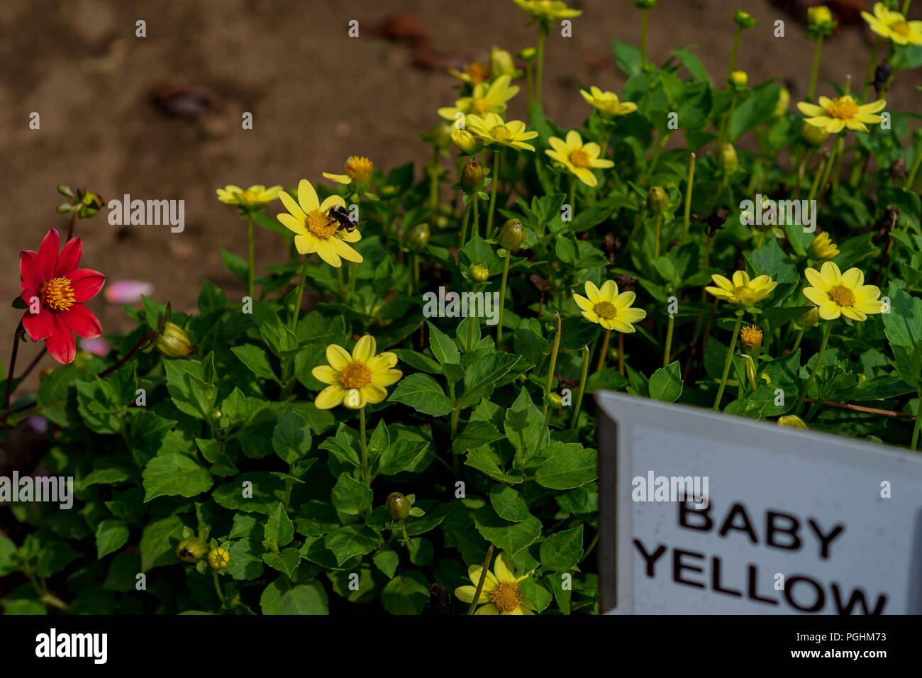 Dahlias sur l'affichage avec les pollinisateurs à l'œuvre, Canby Oregon Banque D'Images