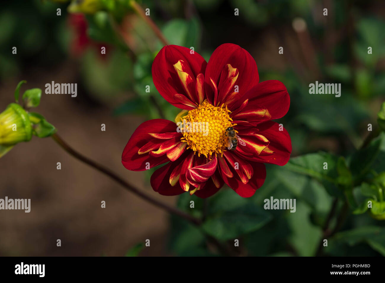 Dahlias sur l'affichage avec les pollinisateurs à l'œuvre, Canby Oregon Banque D'Images