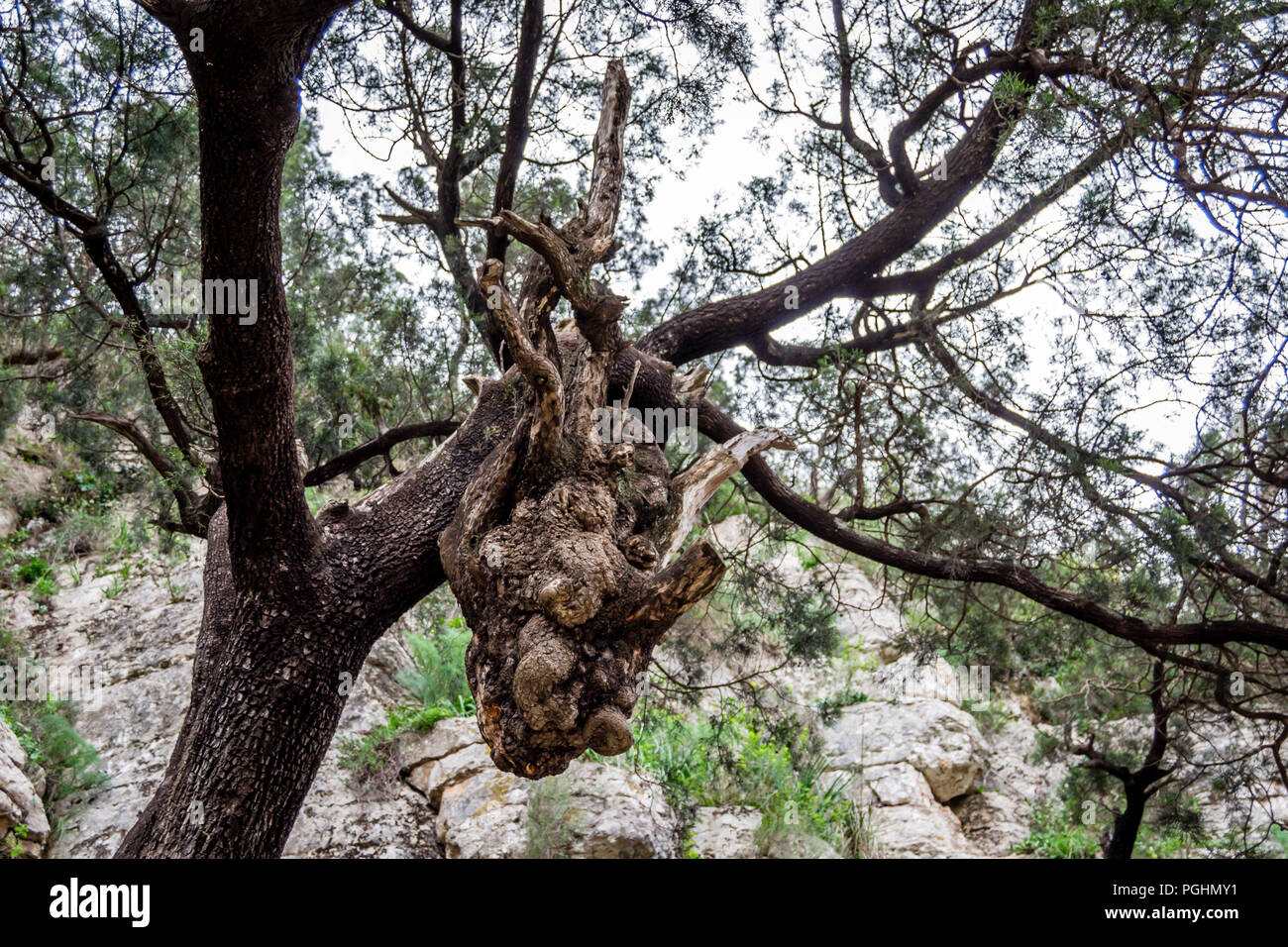 Journée à forêt de Nador Banque D'Images