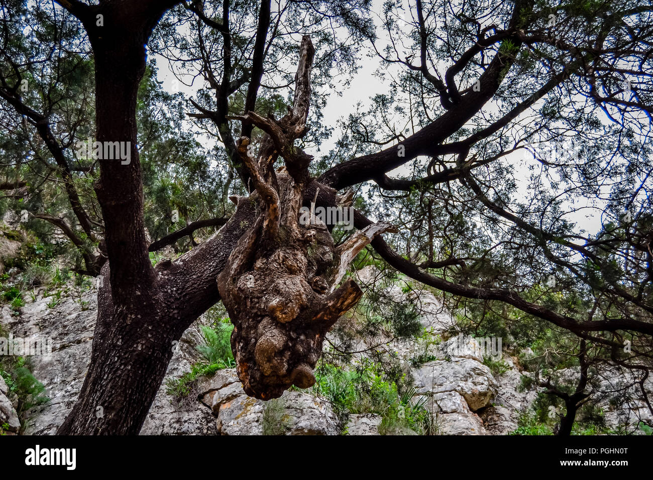 Journée à forêt de Nador Banque D'Images