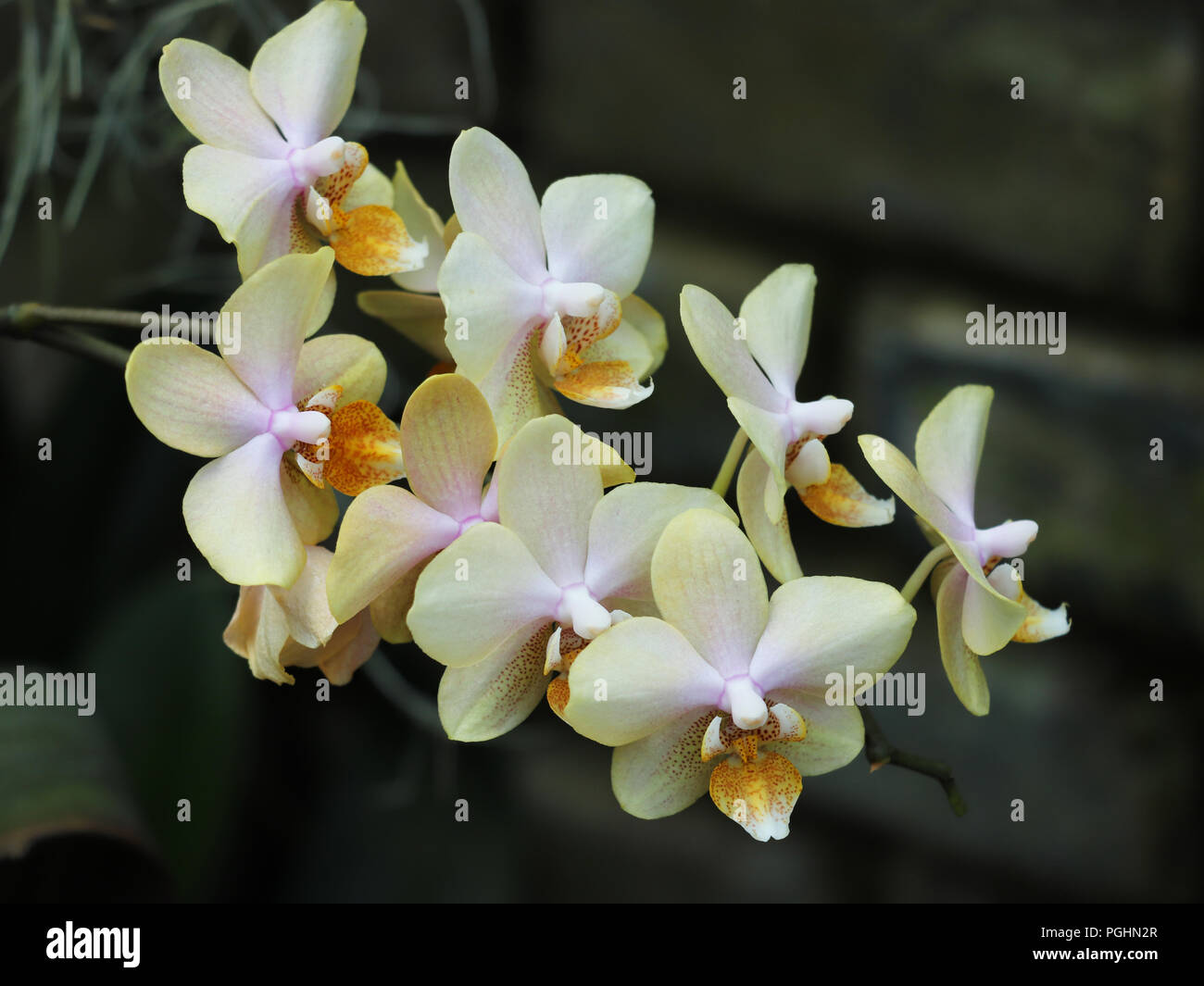 Orchidée Phalaenopsis Beige Banque D'Images