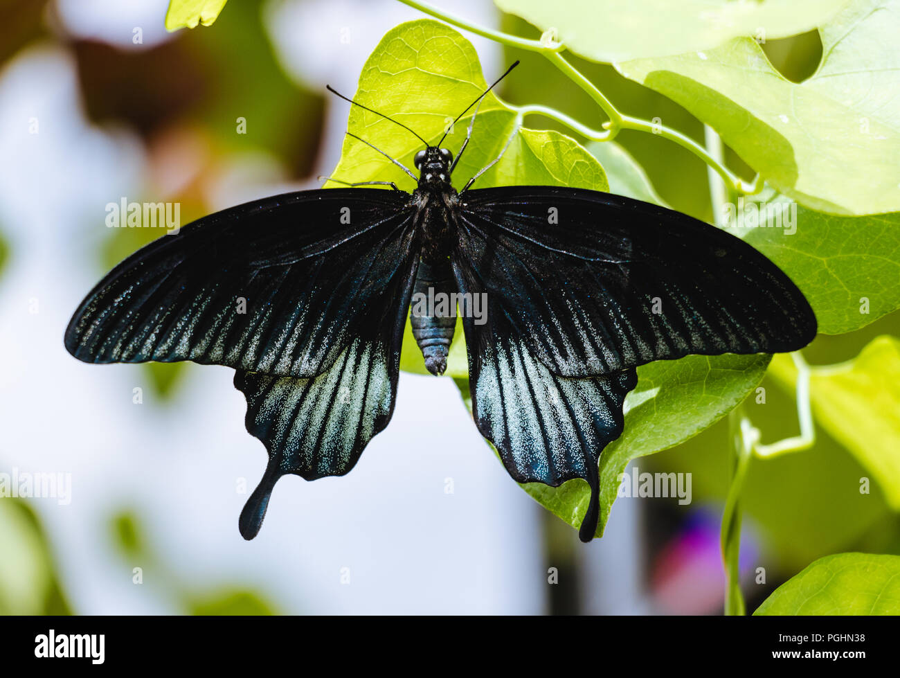 Papillon noir - Papilio ascalaphus Banque D'Images