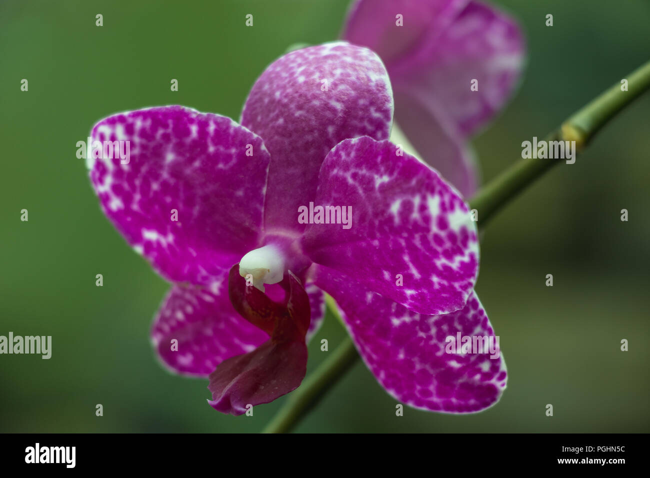 Orchidée Phalaenopsis - fuchsia Banque D'Images
