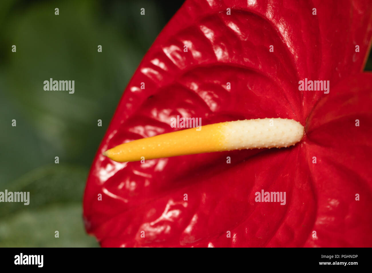 Anthurium rouge - grande piscine plante tropicale Banque D'Images
