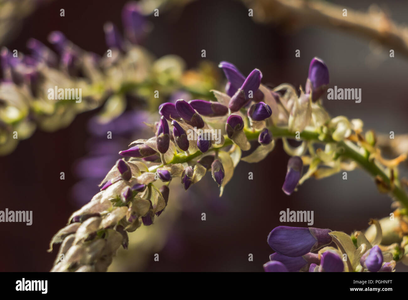 Bourgeon De Glycine Banque De Photographies Et D images Haute bourgeon-de-glycine-banque-de-photographies-et-d-images-haute