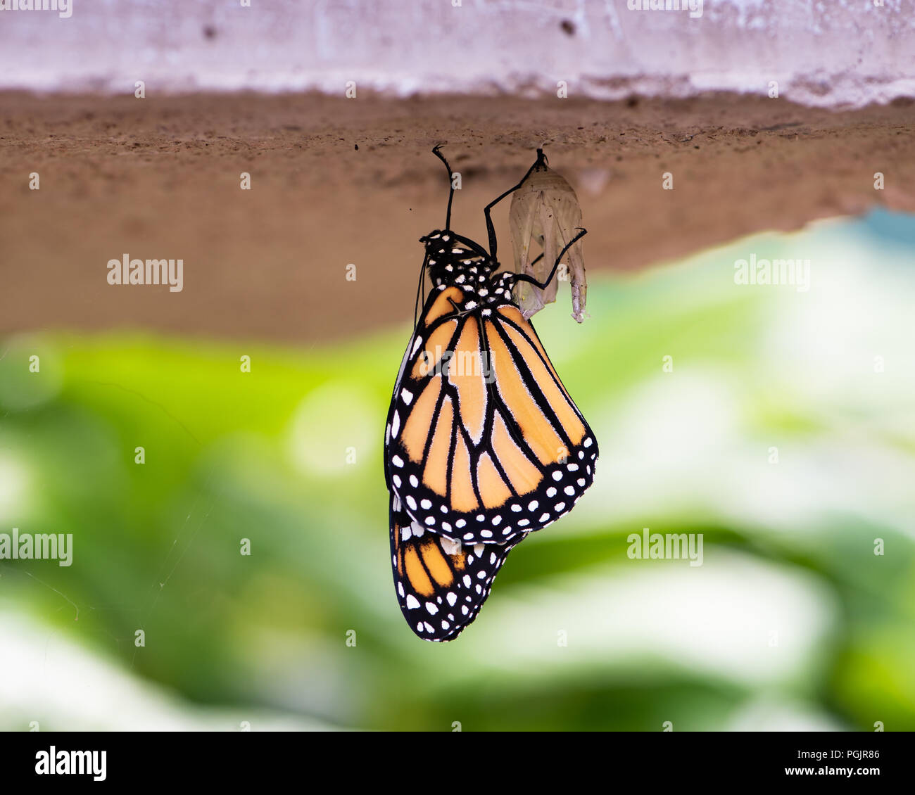 Un monarque, danaus plexippus, sortent à peine le stade chrysalide fixé en dessous d'un banc en béton dans un jardin de spéculateur, NY USA Banque D'Images