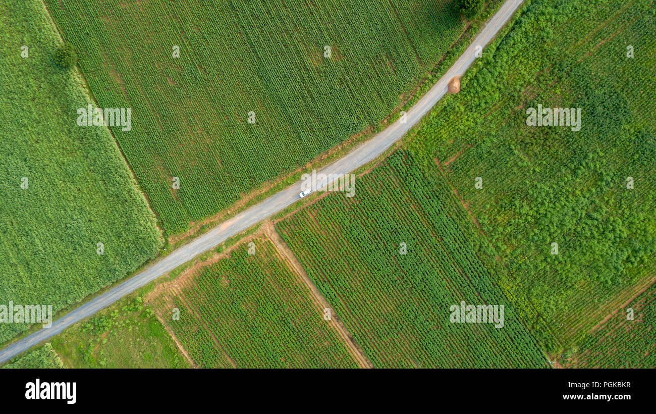 Vue aérienne du champ de maïs et de manioc et de terrain rural road Banque D'Images