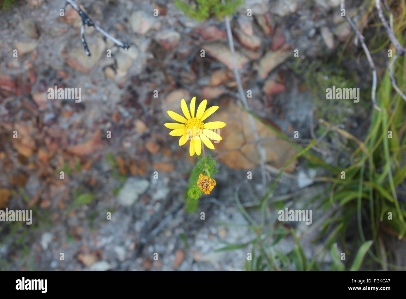 Petit bug ont un déjeuner Banque D'Images