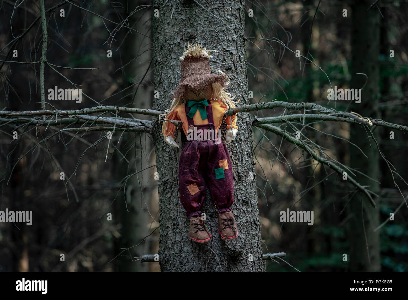 Poupée défraîchie, bourré de foin, d'un épouvantail, assis entre deux branches d'un arbre sans feuilles, dans une forêt sombre. Contexte de l'Halloween. Banque D'Images