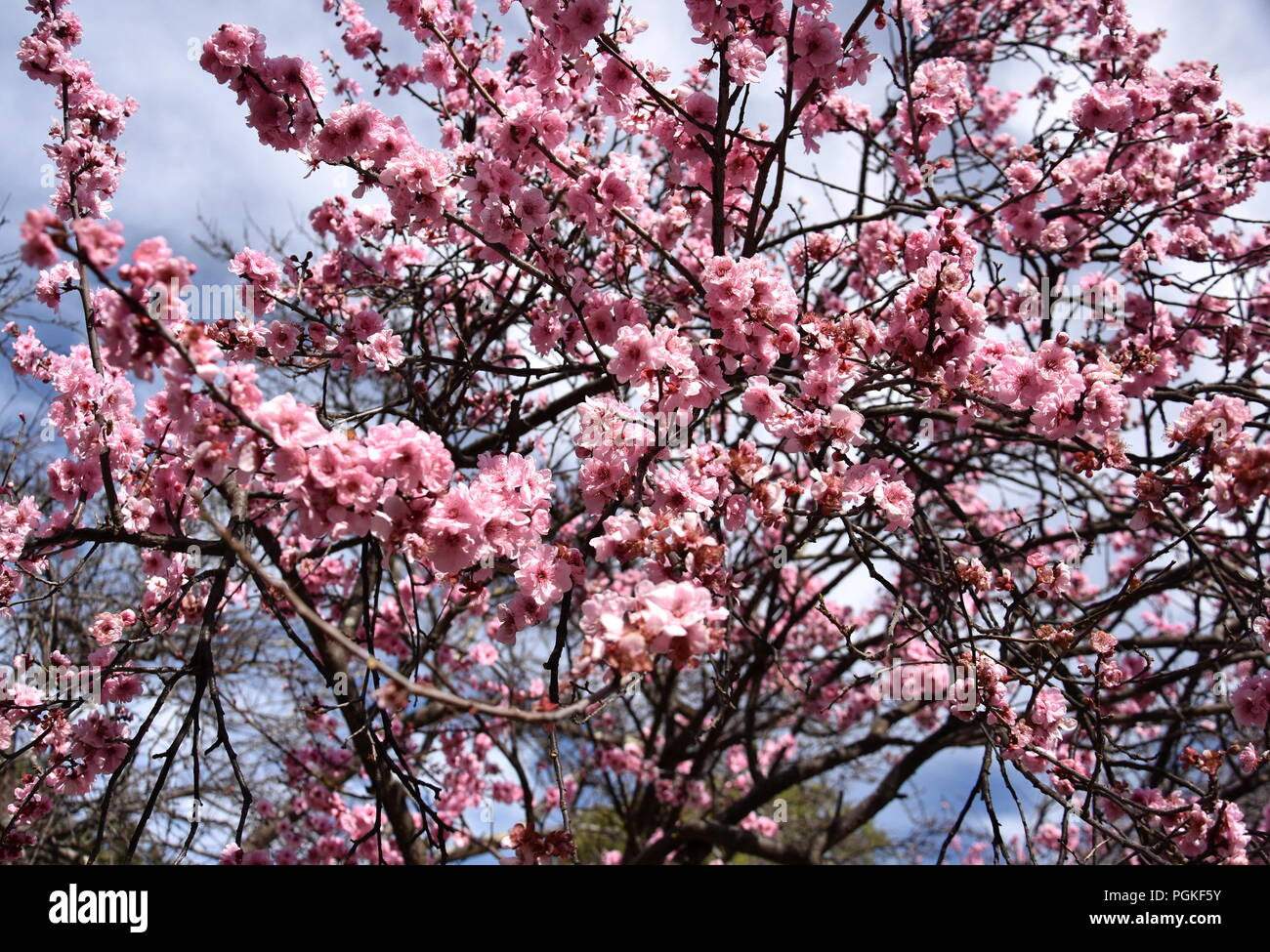 La Floraison Des Fleurs De Cerisier Au Printemps Fleur De