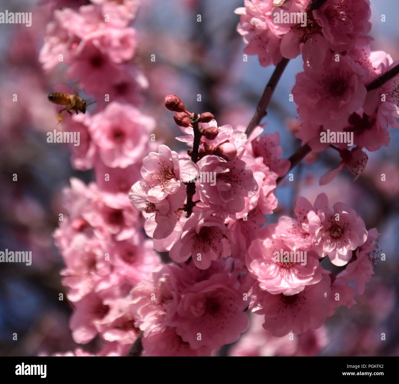 La Floraison Des Fleurs De Cerisier Au Printemps Fleur De