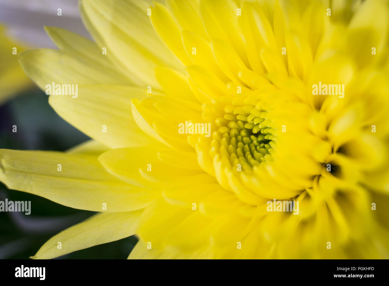 Chrysanthème, parfois appelé mamans ou chrysanths, sont des plantes à fleurs du genre Chrysanthemum de la famille des Astéracées. Banque D'Images