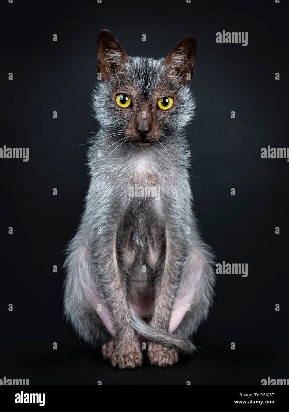 Lykoi Cool Cat loup-garou assis face à l'avant à l'accent très concentré et tout droit à lens, isolé sur fond noir Banque D'Images