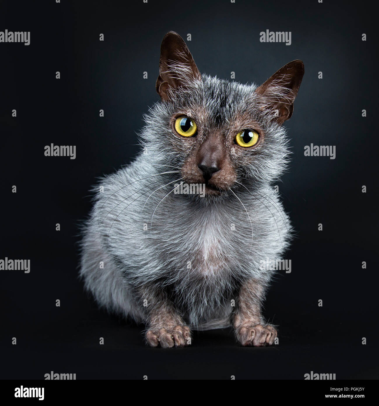 Cool Lykoi Werewolf Chat Couche Face A La Lentille En Aggitated Isole Sur Fond Noir Photo Stock Alamy Cool Lykoi Werewolf Chat Couche Face A La Lentille En Aggitated Isole Sur Fond Noir Photo Stock Alamy